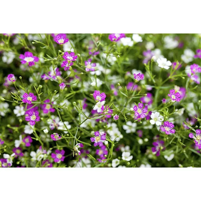 Piardino Mauer-Schleierkraut Twins - Gypsophila muralis, Rosa/Weiß, 13 cm - Nahaufnahme von lila und weißen Gypsophila-Blüten.