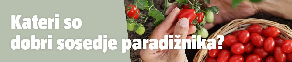 Dobri sosedje paradižnika
