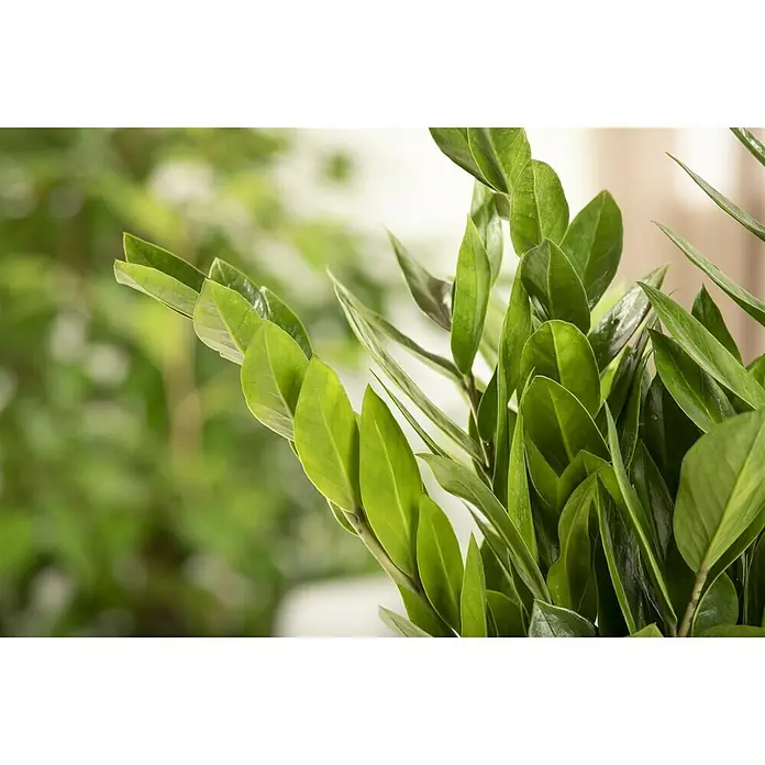 Piardino Glücksfeder - Zamioculcas zamiifolia, Topfgröße: 17 cm - Nahaufnahme einer Zamioculcas zamiifolia, auch bekannt als Glücksfeder, mit glänzend grünen Blättern.