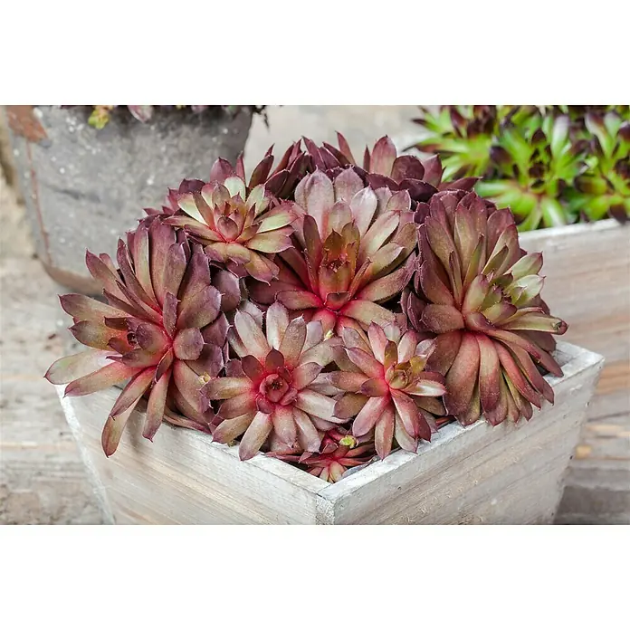 Piardino Hauswurz - Sempervivum, Topfgröße: 14 cm, Grün - Ein Arrangement von purpurroten Hauswurzen in einem quadratischen, hölzernen Pflanzgefäß, das die Farben und die Textur der Sukkulenten hervorhebt.