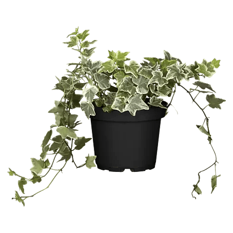 Piardino Efeu - Hedera helix, Topfgre: 13 cm, Grn/Wei online kaufen bei  BAUHAUS