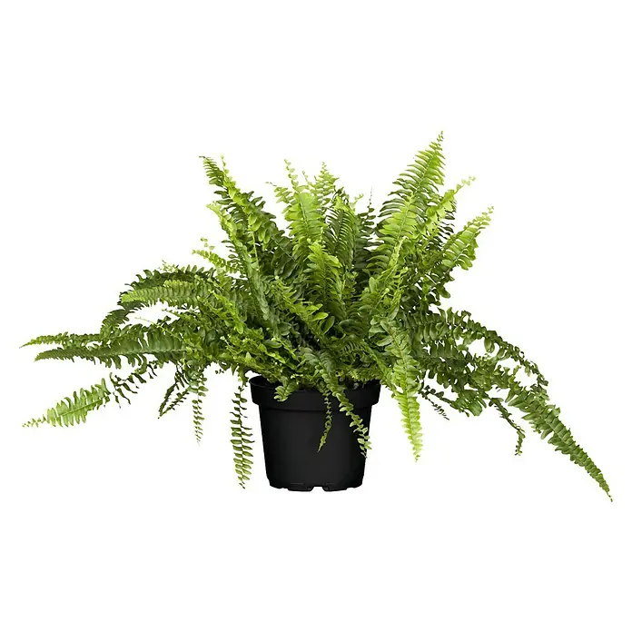Piardino Schwertfarn - Nephrolepis exaltata 'Green Lady', Topfgröße: 17 cm, Mittelgrün - Üppiger, grüner Farn in einem schwarzen Topf. Ideal für die Dekoration von Innenräumen.