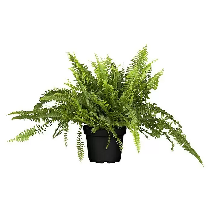 Piardino SchwertfarnNephrolepis exaltata 'Green Lady', Topfgröße: 17 cm, Mittelgrün