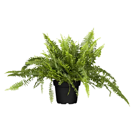 Piardino Schwertfarn - Nephrolepis exaltata 'Green Lady', Topfgre: 17 cm,  Mittelgrn online kaufen bei BAUHAUS
