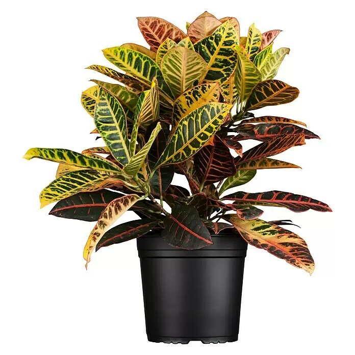 Piardino Kroton - Codiaeum variegatum, Topfgröße: 12 cm, Mehrfarbig gemustert - Vorderansicht
