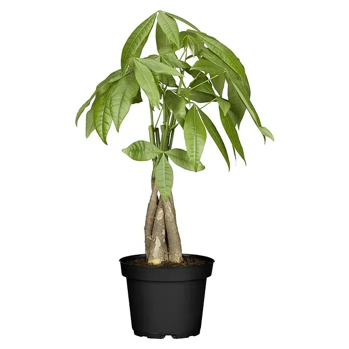 Piardino Glckskastanie - Pachira aquatica, Topfgre: 12 cm online kaufen  bei BAUHAUS
