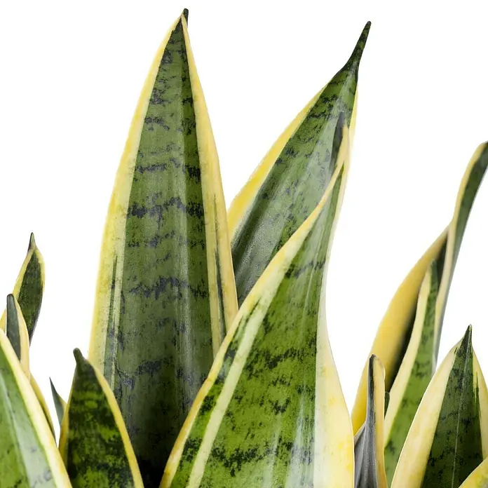 Piardino Bogenhanf - Sansevieria trifasciata, Topfgröße: 12 cm, Blattfarbe: Gelb-Grün - Nahaufnahme einer Sansevieria trifasciata 'Laurentii' Pflanze, die ihre markanten, gelb umrandeten Blätter mit grünem Inneren zeigt.