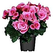 Piardino Begonie (Begonia elatior, Topfgröße: 14 cm, Rosa)