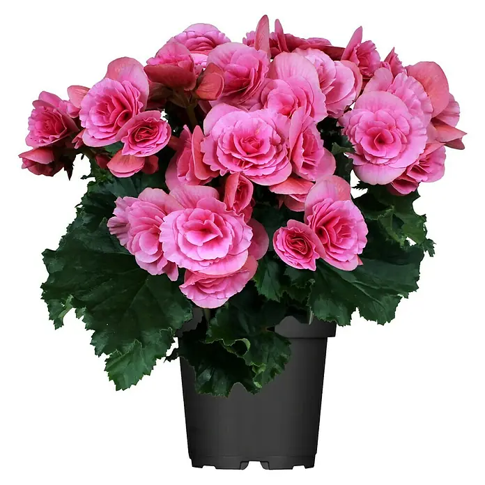 Piardino Begonie - Begonia elatior, Topfgröße: 14 cm, Rosa - Eine Topfpflanze mit leuchtend rosa Begonienblüten und dunkelgrünen Blättern. Die Pflanze steht in einem dunklen, schlichten Topf.