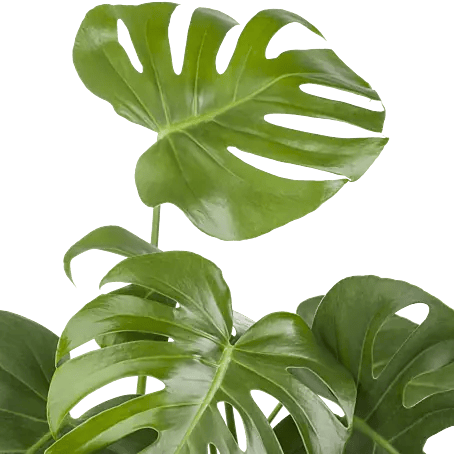 Piardino Fensterblatt - Monstera deliciosa am Moosstab, Topfgre: 24 cm  online kaufen bei BAUHAUS
