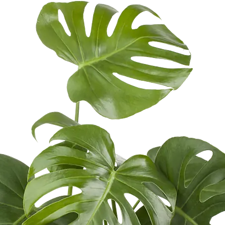 Piardino Fensterblatt - Monstera deliciosa am Moosstab, Topfgre: 24 cm  online kaufen bei BAUHAUS