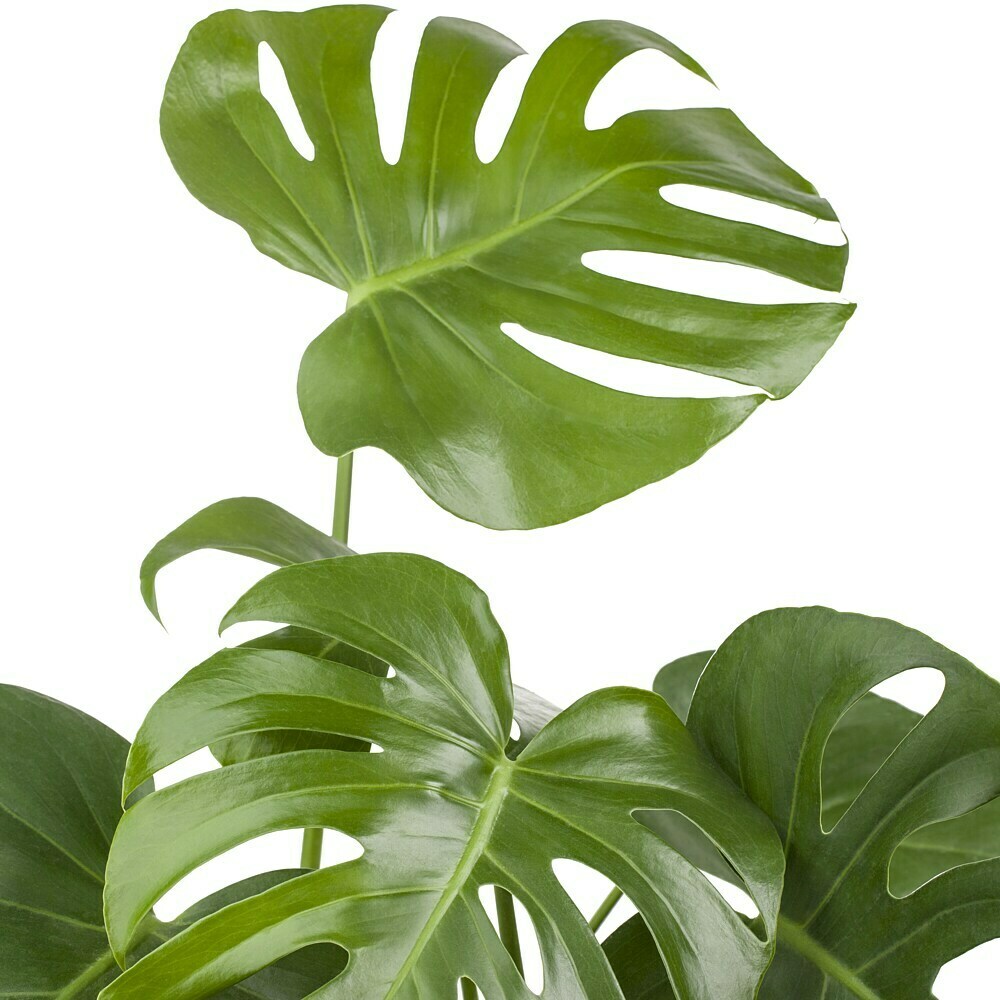 Piardino Fensterblatt - Monstera deliciosa am Moosstab, Topfgre: 24 cm  online kaufen bei BAUHAUS