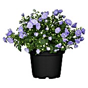 Piardino Glockenblume (Campanula haylodgensis Blue Wonder, Topfgröße: 11 cm, Blau, Gefüllt)