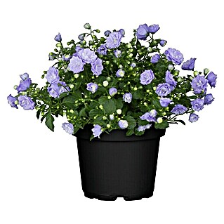 Piardino Glockenblume (Campanula haylodgensis Blue Wonder, Topfgröße: 11 cm, Blau)