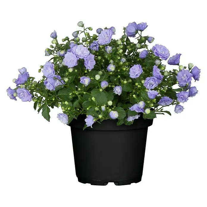Piardino Glockenblume - Campanula haylodgensis Blue Wonder, Topfgröße: 11 cm, Blau - Eine Glockenblume in einem schwarzen Topf, die mit ihren zarten, hellvioletten Blüten eine beruhigende Atmosphäre verbreitet.