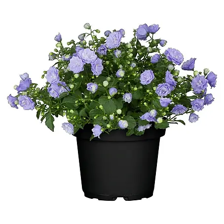 Piardino  Glockenblume