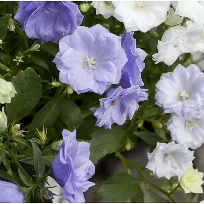 Piardino Glockenblume - Campanula haylodgensis Blue Wonder, Topfgröße: 11 cm, Blau - Detailaufnahme
