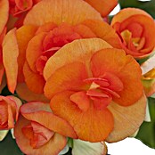 Piardino Begonie (Begonia elatior, Topfgröße: 14 cm, Orange)