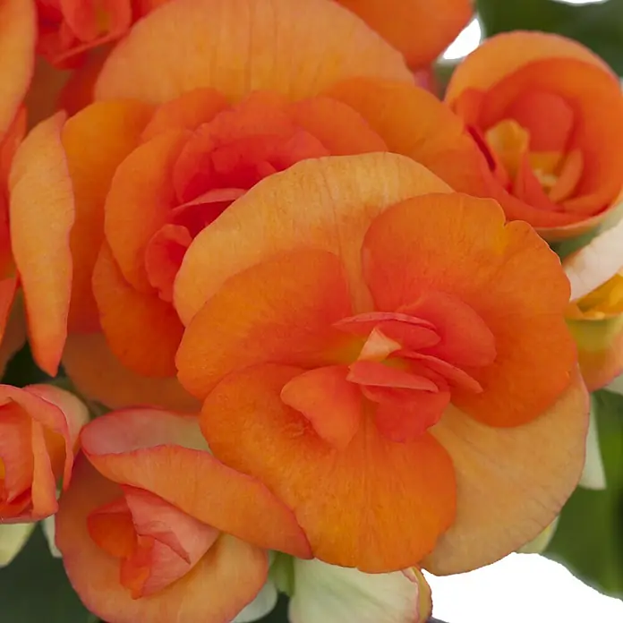 Piardino Begonie - Begonia elatior, Topfgröße: 14 cm, Orange - Nahaufnahme von leuchtend orangefarbenen Begonienblüten, die ihre zarten Blütenblätter und lebendige Farbe zeigen.