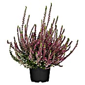 Besenheide (Topfgröße: 10 cm, Gemischt)