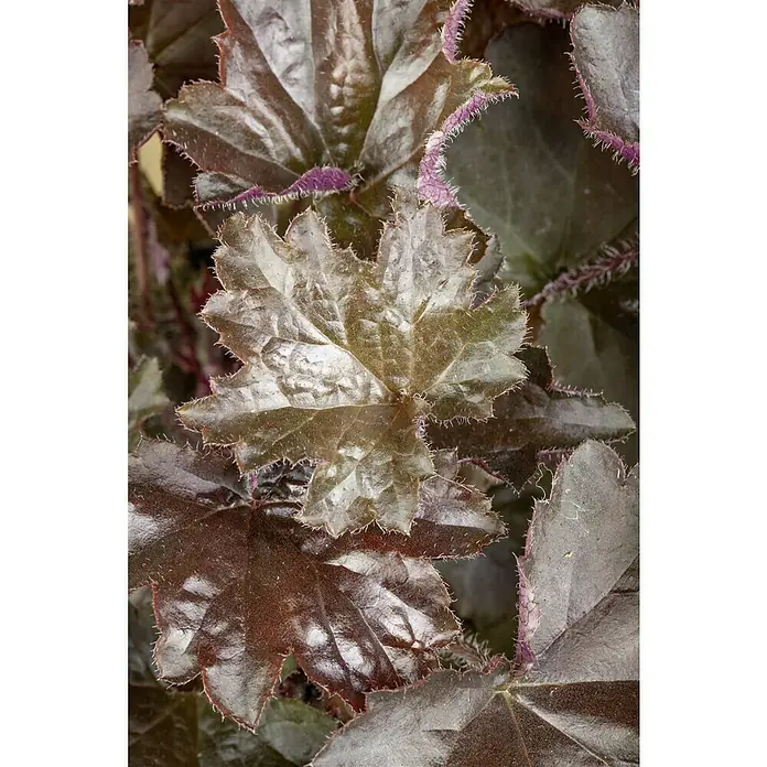 Piardino Stauden-Set 6 Herbstschönheiten - Topfgröße: 9 cm, Gemischt - Nahaufnahme einer Heuchera-Pflanze mit markanten, gezackten Blättern in dunklen Rot- und Grüntönen, die eine interessante Textur zeigt.