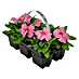 Plantenmix Perkgoed 