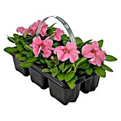 Plantenmix Perkgoed (Tray met 6 planten) | BAUHAUS