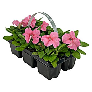Plantenmix Perkgoed (Tray met 6 planten)