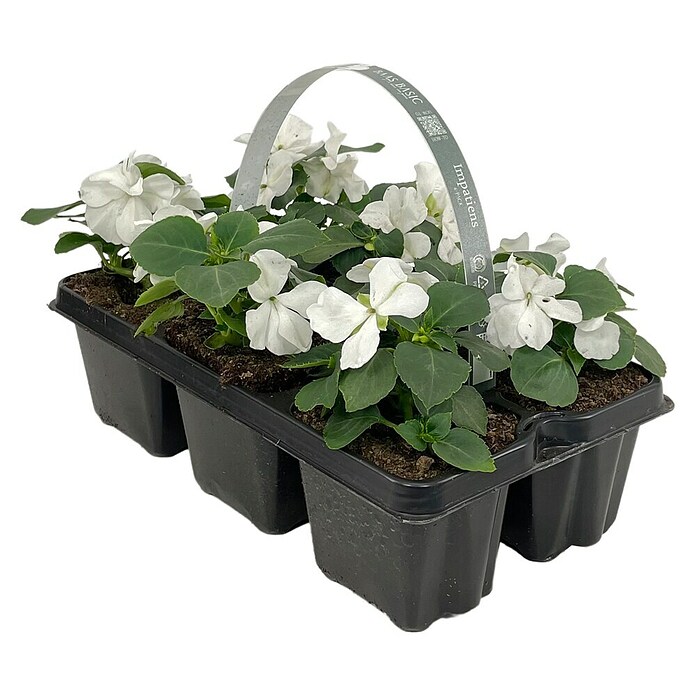 Plantenmix Perkgoed (Tray met 6 planten) | BAUHAUS