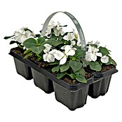 Plantenmix Perkgoed (Tray met 6 planten) | BAUHAUS