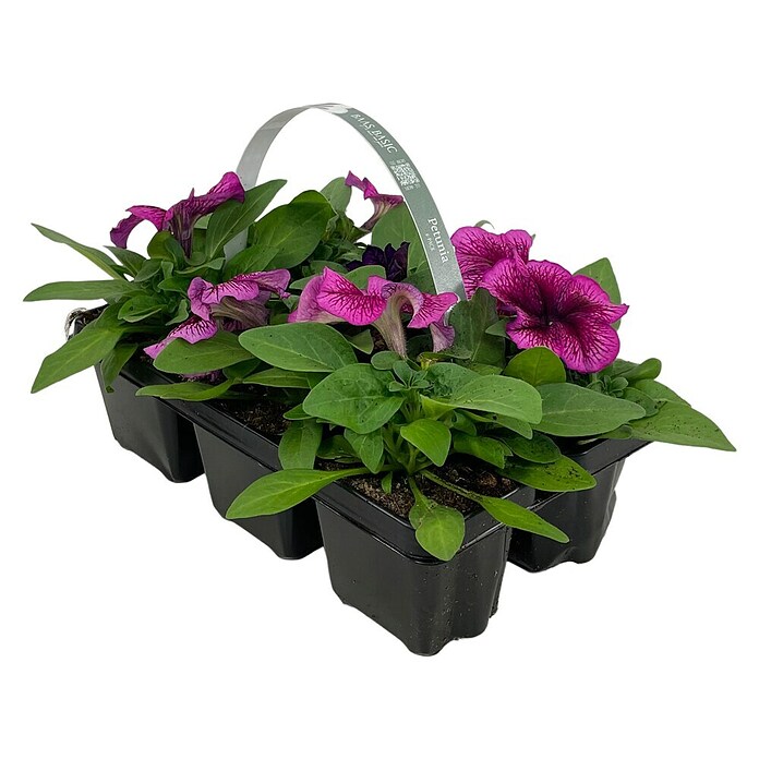 Plantenmix Perkgoed (Tray met 6 planten) | BAUHAUS