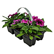 Plantenmix Perkgoed (Tray met 6 planten) | BAUHAUS