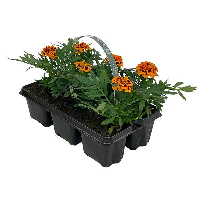 Plantenmix Perkgoed (Tray met 6 planten) | BAUHAUS