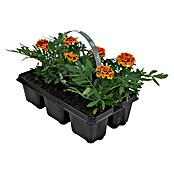 Plantenmix Perkgoed (Tray met 6 planten) | BAUHAUS