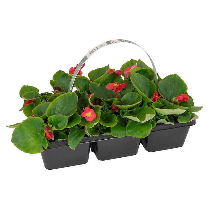 Plantenmix Perkgoed (Tray met 6 planten) | BAUHAUS