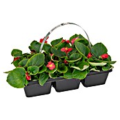 Plantenmix Perkgoed (Tray met 6 planten) | BAUHAUS