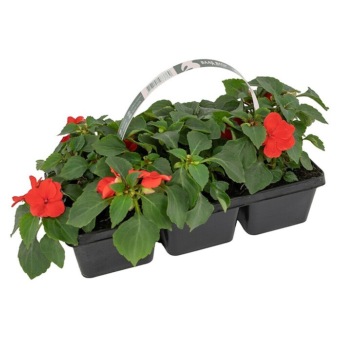 Plantenmix Perkgoed (Tray met 6 planten) | BAUHAUS