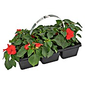 Plantenmix Perkgoed (Tray met 6 planten) | BAUHAUS