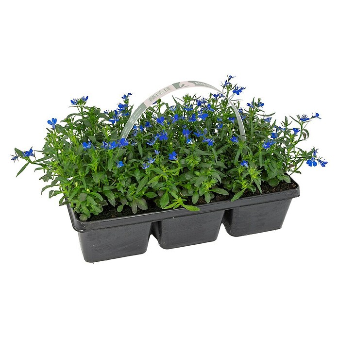 Plantenmix Perkgoed (Tray met 6 planten) | BAUHAUS