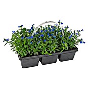 Plantenmix Perkgoed (Tray met 6 planten) | BAUHAUS