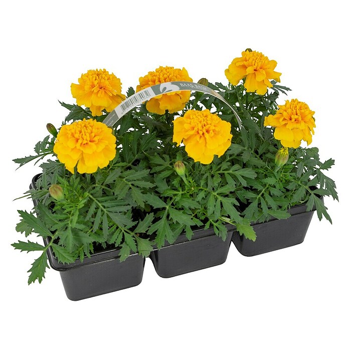 Plantenmix Perkgoed (Tray met 6 planten) | BAUHAUS