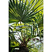 Hanfpalme (Trachycarpus fortunei, 20 l, Aktuelle Wuchshöhe: 140 cm - 160 cm) | BAUHAUS