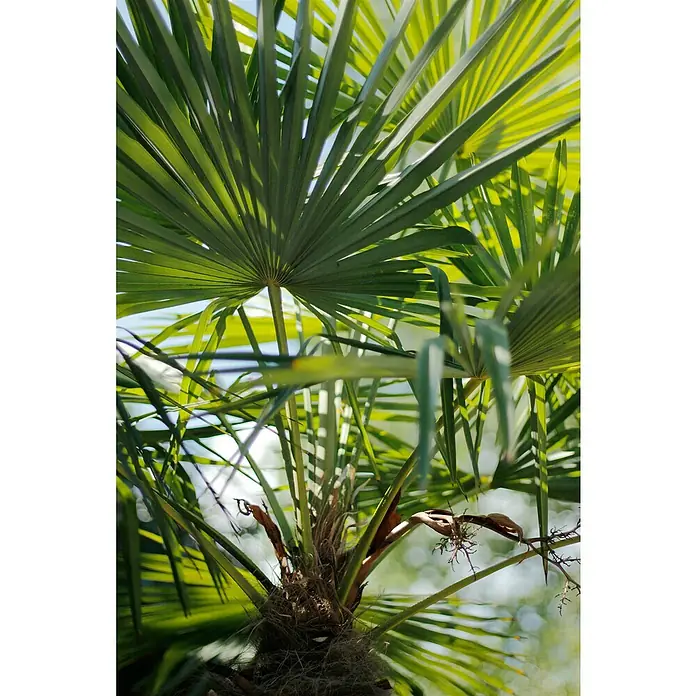 Hanfpalme - Trachycarpus fortunei, 20 l, Aktuelle Wuchshöhe: 140 cm - 160 cm - Detailaufnahme einer Zwergpalme mit ihren markanten, fächerartigen Blättern und dem robusten Stamm, eingefangen in natürlichem Licht.