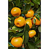 Calamondin-Orange (Citrus mitis, Topfvolumen: 35 l, Aktuelle Wuchshöhe: 140 cm - 160 cm) | BAUHAUS