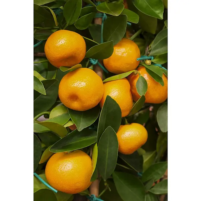 Calamondin-Orange - Citrus mitis, Topfvolumen: 35 l, Aktuelle Wuchshöhe: 140 cm - 160 cm - Nahaufnahme von saftigen Mandarinen, die zwischen grünen Blättern an einem Baum hängen und ein frisches, leckeres Obstbild ergeben.