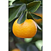 Calamondin-Orange (Citrus mitis, Topfvolumen: 35 l, Aktuelle Wuchshöhe: 140 cm - 160 cm) | BAUHAUS