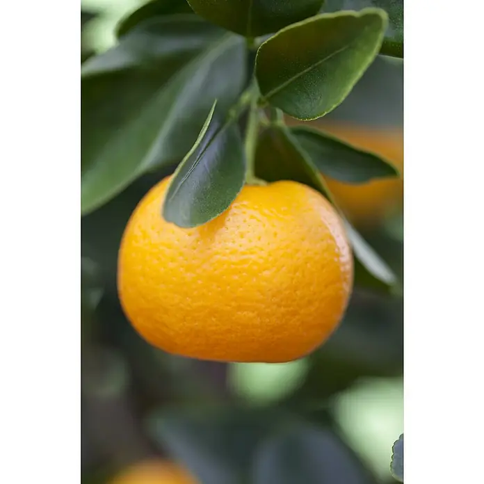 Calamondin-Orange - Citrus mitis, Topfvolumen: 35 l, Aktuelle Wuchshöhe: 140 cm - 160 cm - Nahaufnahme einer leuchtend orangefarbenen Mandarine, die an einem Ast hängt, umgeben von glänzenden, grünen Blättern. Perfekt für gesunde Snacks.