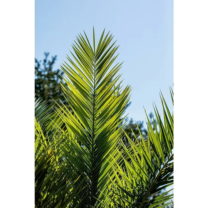Dattelpalme - Phoenix canariensis, 15 l, Aktuelle Wuchshöhe: 140 cm - 160 cm - Nahaufnahme von grünen Palmwedeln vor einem hellblauen Himmel, die tropische Frische und natürliche Schönheit vermitteln.