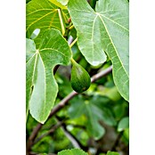 Ficus carica 35