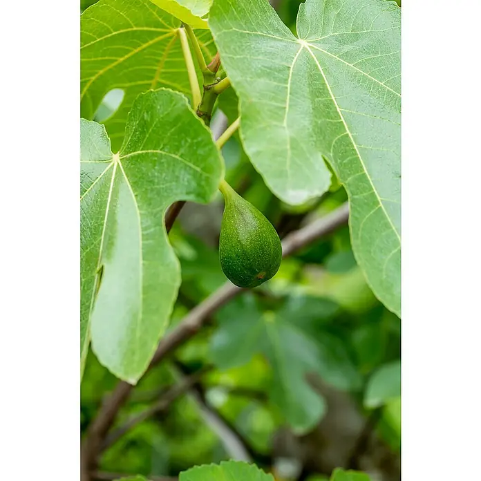 Piardino Feigenbaum Bonsaiform - Ficus carica, Topfgröße: 35 cm, Aktuelle Wuchshöhe: 140 cm - 160 cm - Frische grüne Feige hängt an einem Zweig zwischen grünen Blättern.